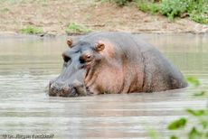 Flusspferd (104 von 104).jpg